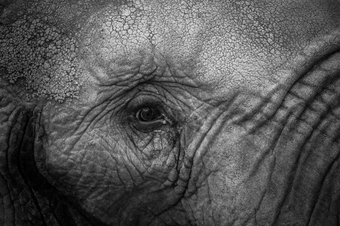 regard d'éléphant en 30*45 cm